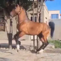 نریان کره سراج کیانی