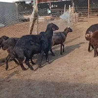 فروش قوچ و میش بره دار و آبستن|حیوانات مزرعه|گنبد کاووس, |دیوار