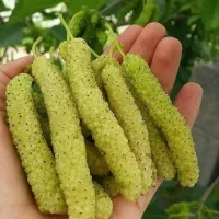 پیوند|خدمات باغبانی و درختکاری|کرمان, |دیوار