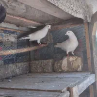 کبوتر