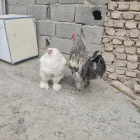 مرغ خروس برهما اصل جوان|حیوانات مزرعه|صباشهر, |دیوار