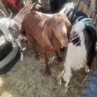 سه تا گیسه مایه دو قلو زا و یک بز و چهار تا چپش|حیوانات مزرعه|کهنوج, |دیوار