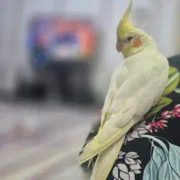 عروس هلندی لوتینو زرد رنگ گمشده