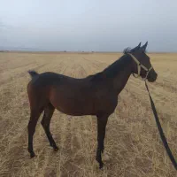 کره اسب نریان کرد. عشق بازش باشی از فیلم میفهمی|اسب و تجهیزات اسب‌سواری|فامنین, |دیوار