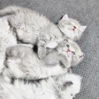 بچه گربه نژاد دار|گربه|قم, باجک دو|دیوار