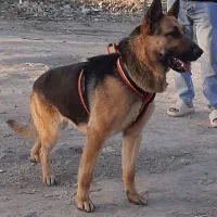 ژرمن ورک|سگ|قلعه نو, |دیوار