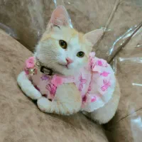 واگذاری رایگان گربه خانگی .