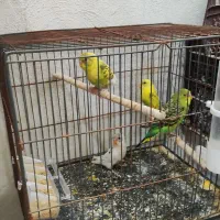 عروس هلندی.مرغ عشق|پرنده|فسا, |دیوار