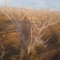 کارگر میخام برای باغ