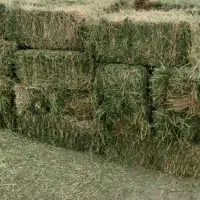 یونجه خشک