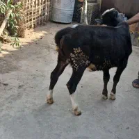 گوساله|حیوانات مزرعه|خان ببین, |دیوار