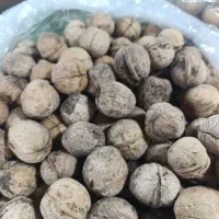 گردو ایرانی|خوردنی و آشامیدنی|مشهد, ده دی|دیوار