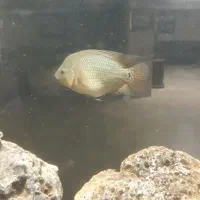 ۲۰ عدد بچه فلاورباکس دونه ای ۱۰ تومن|ماهی|مشهد, گوهرشاد|دیوار