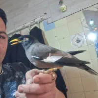 مینا دستی|پرنده|قم, سراجه (۱۵ خرداد)|دیوار