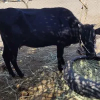 گاو دو رگ زایده