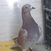 کفتر گرفتنی