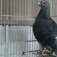 جوجه آلمانی. جان آردن .مسافتی