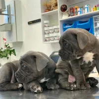 کن کورسو ماده ۱۴ماهه باسابقه یکبار زایمان سالم|سگ|کومله, |دیوار