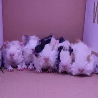 خوکچه هندی موکوتاه|موش و خرگوش|تهران, مهران (سیدخندان)|دیوار