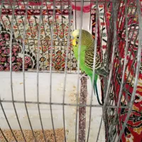 سه عدد مرغ عشق