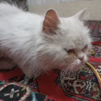 گربه پرشین