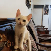 واگذاری توله ۲ ماهه