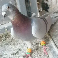 کفتر قوره ای و سبز موریس