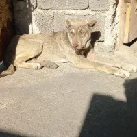 توله ماده پژدر اصیل|سگ|سنگر, |دیوار