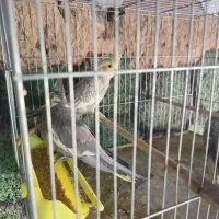 عروس هلندی|پرنده|یزد, |دیوار