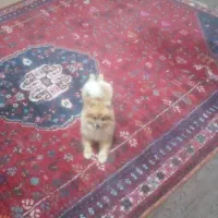 سگ پامر خرسی|سگ|بندر گناوه, |دیوار