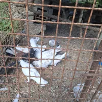 کبوتر نژاد کاشانی وتهرانی پرش و نمایش