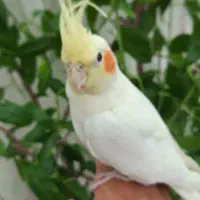 عروس هلندی