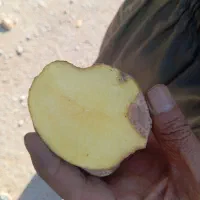 سیب زمینی بار لوکس