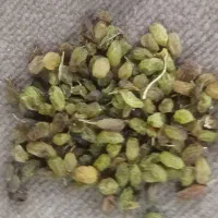 سبزه محلی یک تن