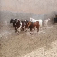 بزغاله نر چاق درجه یک