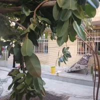 گل فیلکو بزرگ ویک اصله درخت پرتغال گلدانی بارده|گل و گیاه طبیعی|داران, |دیوار