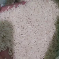 برنج طارم برداشت امسال شیروان