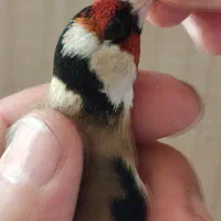 سهره نر نشاندار|پرنده|اردبیل, |دیوار