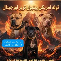 امریکن پیتبول تریر