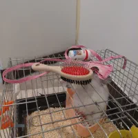 خرگوس نژاد لوپ|موش و خرگوش|تهران, قصر فیروزه ۱|دیوار