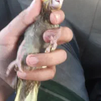 جوجه  عروس هلندی معاوضه با بالغ