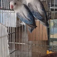 طوطی برزیلی دستی سرلاکی/جفت/نرماده/یوونگ/عروس راهب|پرنده|نظرآباد, صالح آباد|دیوار