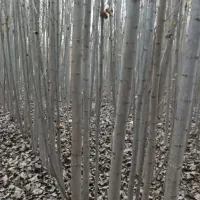 صنوبر نگرا|خدمات باغبانی و درختکاری|سلماس, |دیوار