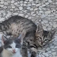 واگذاری رایگان گربه ۲ ماهه