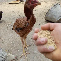 مرغ وخروس لهستانی ولاری|حیوانات مزرعه|اسالم, |دیوار