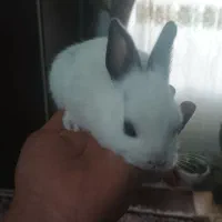 بچه خرگوش لوپ