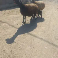 دومیش درجه یک