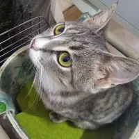 واگذاری رایگان گربه DSH|گربه|بابل, |دیوار