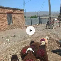 بره ماده