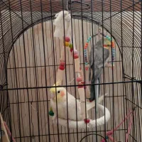 جغت عروس هلندی مولد